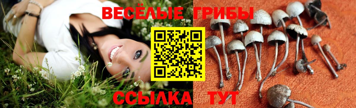 Галлюциногенные грибы Psilocybine cubensis Бузулук